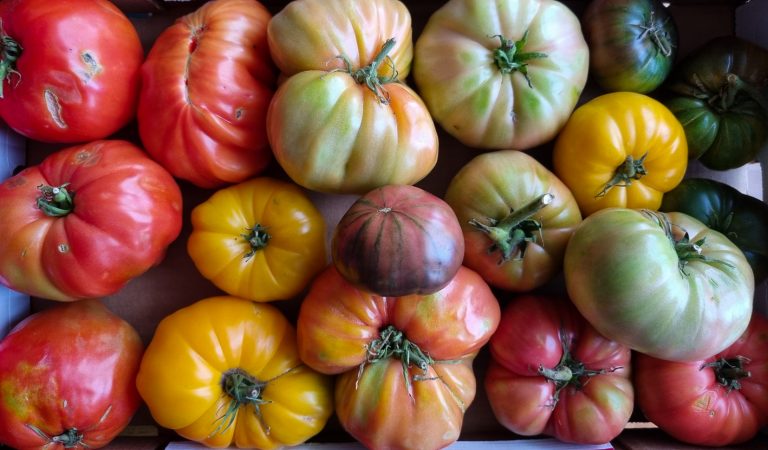 “Tomates con apellido”, loor al tomate de Tenerife Tomates con apellido. Tenerife. Islas Canarias. Foto: Xavier Agulló.
